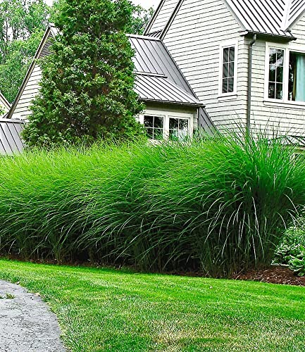 BALDUR Garten Chinaschilf Gracillimus im 14 cm XL-Topf,1 Pflanze, wächst schnell & schön buschig, dekorativ als Solitär & Hecke, winterhart & mehrjährig, pflegeleicht BALDUR Garten Chinaschilf Gracillimus im 14 cm XL-Topf,1 Pflanze, wächst schnell & schön buschig, dekorativ als Solitär & Hecke, winterhart & mehrjährig, pflegeleicht von BALDUR Garten