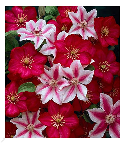 BALDUR Garten Clematis Nelly Moser & Ville de Lyon, 2 Pflanzen Klematis mehrjährige blühende Kletterpflanzen, winterhart, bienenfreundlich und schmetterlingsfreundlich, blühend, Clematis Hybride BALDUR Garten Clematis Nelly Moser & Ville de Lyon, 2 Pflanzen Klematis mehrjährige blühende Kletterpflanzen, winterhart, bienenfreundlich und schmetterlingsfreundlich, blühend, Clematis Hybride von BALDUR Garten