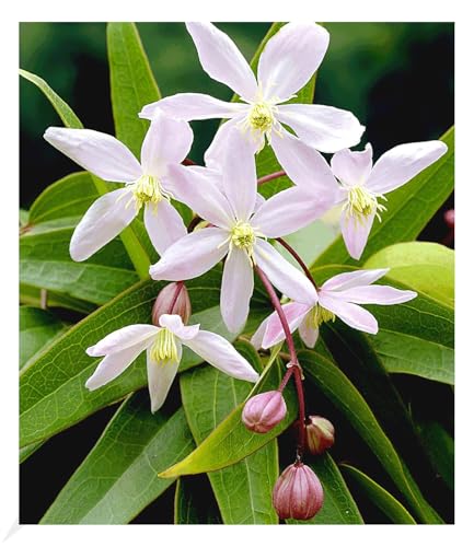 BALDUR Garten Duft-Clematis 'Armandii' Waldrebe winterhart, 1 Pflanze, Klematis mehrjährige blühende Kletterpflanzen, bienenfreundlich und schmetterlingsfreundlich, blühend, Clematis Hybride BALDUR Garten Duft-Clematis 'Armandii' Waldrebe winterhart, 1 Pflanze, Klematis mehrjährige blühende Kletterpflanzen, bienenfreundlich und schmetterlingsfreundlich, blühend, Clematis Hybride von BALDUR Garten