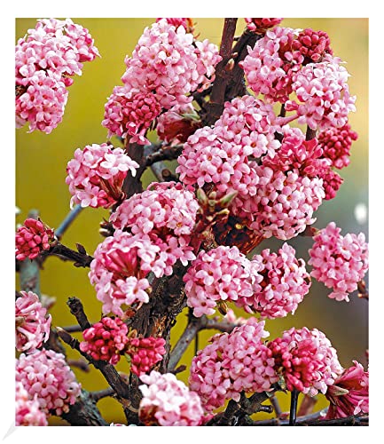 BALDUR Garten Duft-Schneeball Dawn, 1 Pflanze, Viburnum bodnantense Winterschneeball, winterhart, mehrjährig, pflegeleicht, blühend, Vanillie Duft, anspruchslose Pflanze BALDUR Garten Duft-Schneeball Dawn, 1 Pflanze, Viburnum bodnantense Winterschneeball, winterhart, mehrjährig, pflegeleicht, blühend, Vanillie Duft, anspruchslose Pflanze von BALDUR Garten