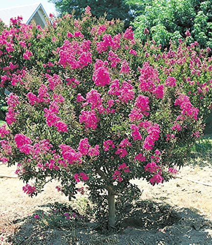 BALDUR Garten Flieder des Südens, 1 Pflanze, Lagerstroemia indica Kreppmyrte winterhart, für Standort in der Sonne geeignet, blühend, sehr pflegeleicht und resistent gegen Krankheiten BALDUR Garten Flieder des Südens, 1 Pflanze, Lagerstroemia indica Kreppmyrte winterhart, für Standort in der Sonne geeignet, blühend, sehr pflegeleicht und resistent gegen Krankheiten von BALDUR Garten