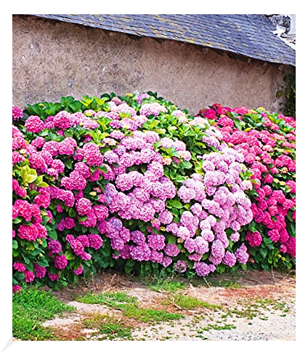 BALDUR Garten Freiland-Hortensien-Hecke 'Pink-rosé',3 Pflanzen, Rosa Bauernhortensie, Hydrangea macrophylla Gartenhortensie winterhart blühende Hecken, für Standort im Schatten geeignet, blühend BALDUR Garten Freiland-Hortensien-Hecke 'Pink-rosé',3 Pflanzen, Rosa Bauernhortensie, Hydrangea macrophylla Gartenhortensie winterhart blühende Hecken, für Standort im Schatten geeignet, blühend von BALDUR Garten