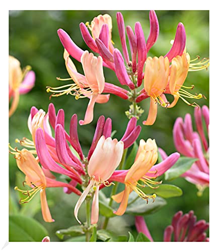 BALDUR Garten Geißblatt Goldflame 1 Pflanze, Lonicera heckrottii, winterhart, pflegeleicht, schnell wachsend,blühende Kletterpflanze, Lonicera heckrottii Goldflame BALDUR Garten Geißblatt Goldflame 1 Pflanze, Lonicera heckrottii, winterhart, pflegeleicht, schnell wachsend,blühende Kletterpflanze, Lonicera heckrottii Goldflame von BALDUR Garten