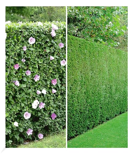 BALDUR Garten Gemischte Hecken-Kollektion, 10 Pflanzen 5 Pflanzen Hibiskus-Hecke und 5 Pflanzen Leyland-Zypressen-Hecke, winterhart, blühend, Hibiscus syriacus, Cupressocyparis leylandii BALDUR Garten Gemischte Hecken-Kollektion, 10 Pflanzen 5 Pflanzen Hibiskus-Hecke und 5 Pflanzen Leyland-Zypressen-Hecke, winterhart, blühend, Hibiscus syriacus, Cupressocyparis leylandii von BALDUR Garten