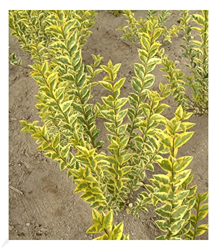 BALDUR Garten Gold-Liguster, 1 Pflanze, Ligustrum ovalifolium Aureum Ligusterhecke, wintergrün, winterhart, mehrjährig, blühend, schnellwachsende Heckenpflanze BALDUR Garten Gold-Liguster, 1 Pflanze, Ligustrum ovalifolium Aureum Ligusterhecke, wintergrün, winterhart, mehrjährig, blühend, schnellwachsende Heckenpflanze von BALDUR Garten