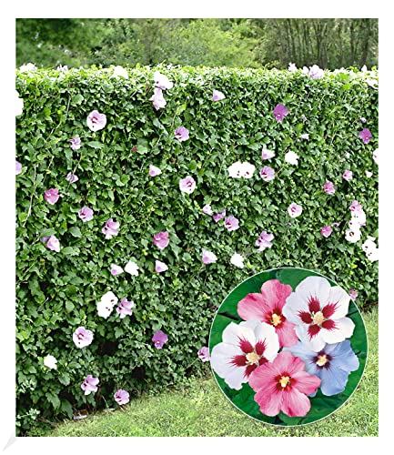 BALDUR Garten Hibiskus-Hecke, 5 Pflanzen, Hibiscus Syriacus Heckenpflanzen blühend, bienenfreundlich, Blüten essbar, winterhart, blühende und blickdichte Hecke BALDUR Garten Hibiskus-Hecke, 5 Pflanzen, Hibiscus Syriacus Heckenpflanzen blühend, bienenfreundlich, Blüten essbar, winterhart, blühende und blickdichte Hecke von BALDUR Garten