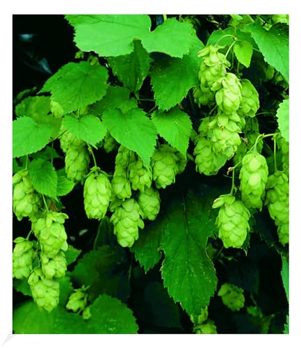 BALDUR Garten Hopfen im 1.5-Liter Containertopf, 1 Pflanze, Humulus lupulus, Kletterpflanze, winterhart, mehrjährig, blühend, duftend, Schnittblume, Hopfenfrüchte BALDUR Garten Hopfen im 1.5-Liter Containertopf, 1 Pflanze, Humulus lupulus, Kletterpflanze, winterhart, mehrjährig, blühend, duftend, Schnittblume, Hopfenfrüchte von BALDUR Garten