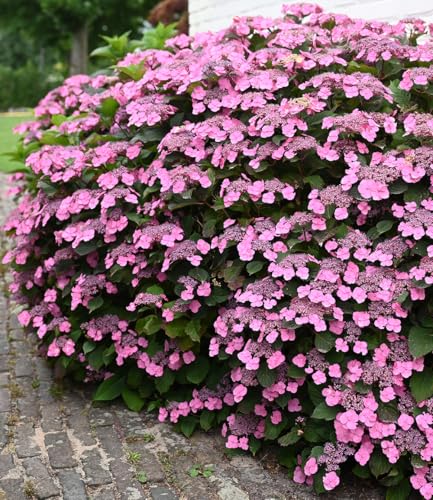 BALDUR Garten Hortensie 'Pink Lace',1 Pflanze, lange Blütezeit, bienenfreundlich, winterhart, mehrjährig, reichblühend, ideal für Beet & Kübel BALDUR Garten Hortensie 'Pink Lace',1 Pflanze, lange Blütezeit, bienenfreundlich, winterhart, mehrjährig, reichblühend, ideal für Beet & Kübel von BALDUR Garten