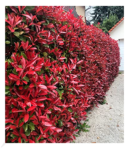 BALDUR Garten immergrün Photinia-Hecke 'Red Robin', 1 Pflanze, Glanzmispel winterhart, mehrjährig und schnellwachsend, Heckenpflanze, Photinia fraseri 'Red Robin', blühend BALDUR Garten immergrün Photinia-Hecke 'Red Robin', 1 Pflanze, Glanzmispel winterhart, mehrjährig und schnellwachsend, Heckenpflanze, Photinia fraseri 'Red Robin', blühend von BALDUR Garten