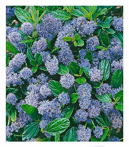 BALDUR Garten immergrüne Säckelblume Blauer Ceanothus 'Blue Mound', 1 Pflanze, Kalifornischer Flieder winterhart, trockenresistent, pflegeleicht, Wasserbedarf gering, blühend BALDUR Garten immergrüne Säckelblume Blauer Ceanothus 'Blue Mound', 1 Pflanze, Kalifornischer Flieder winterhart, trockenresistent, pflegeleicht, Wasserbedarf gering, blühend von BALDUR Garten