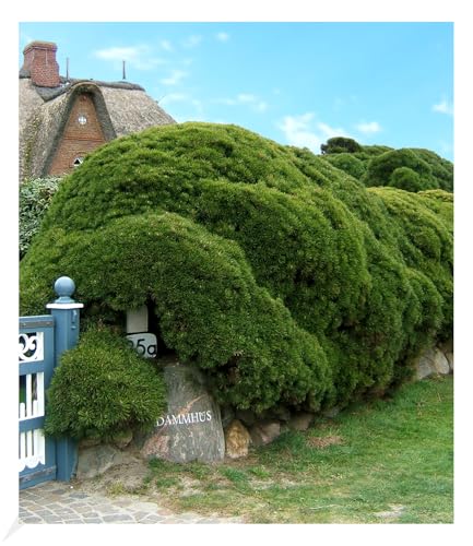 BALDUR Garten Pinien-Hecke, 1 Pflanze, Pinus mugo mughus, winterhart, pflegeleicht, Wasserbedarf gering, Pinus mugo mughus, Kieferngewächs, Krummholz Kiefer, Bergkiefer, Latschenkiefer BALDUR Garten Pinien-Hecke, 1 Pflanze, Pinus mugo mughus, winterhart, pflegeleicht, Wasserbedarf gering, Pinus mugo mughus, Kieferngewächs, Krummholz Kiefer, Bergkiefer, Latschenkiefer von BALDUR Garten