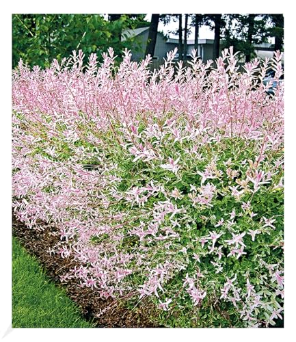 BALDUR Garten Salix-Hecke Hakuro Nishiki, 1 Pflanze, Weide, Heckenpflanzen, Flachwurzler, winterhart, Schnittblume, Salix integra, Hecken-Strauch, Harlekinweide BALDUR Garten Salix-Hecke Hakuro Nishiki, 1 Pflanze, Weide, Heckenpflanzen, Flachwurzler, winterhart, Schnittblume, Salix integra, Hecken-Strauch, Harlekinweide von BALDUR Garten