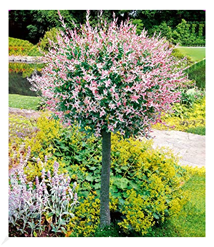 BALDUR Garten Salix-Stämmchen Hakuro Nishiki, 1 Pflanze, Flachwurzler, winterhart, mehrjährig, Salix integra, Zierstämmchen, Flachwurzler, Harlekin-Weide BALDUR Garten Salix-Stämmchen Hakuro Nishiki, 1 Pflanze, Flachwurzler, winterhart, mehrjährig, Salix integra, Zierstämmchen, Flachwurzler, Harlekin-Weide von BALDUR Garten
