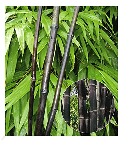 BALDUR Garten Schwarzer Bambus 'Black Pearl', 1 Pflanze, Fargesia nitida Blackpearl, winterhart, pflegeleicht, immergrün, schwarzer Bambus, Zierstrauch-Rarität BALDUR Garten Schwarzer Bambus 'Black Pearl', 1 Pflanze, Fargesia nitida Blackpearl, winterhart, pflegeleicht, immergrün, schwarzer Bambus, Zierstrauch-Rarität von BALDUR Garten