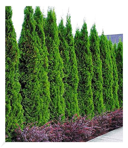 BALDUR Garten Thuja Smaragd Lebensbaum, 1 Pflanze, occidentalis, Thujahecken winterhart, mehrjährig, pflegeleicht, immergrün, Thuja occidentalis Smaragd, Sichtschutz, Heckenthuja BALDUR Garten Thuja Smaragd Lebensbaum, 1 Pflanze, occidentalis, Thujahecken winterhart, mehrjährig, pflegeleicht, immergrün, Thuja occidentalis Smaragd, Sichtschutz, Heckenthuja von BALDUR Garten
