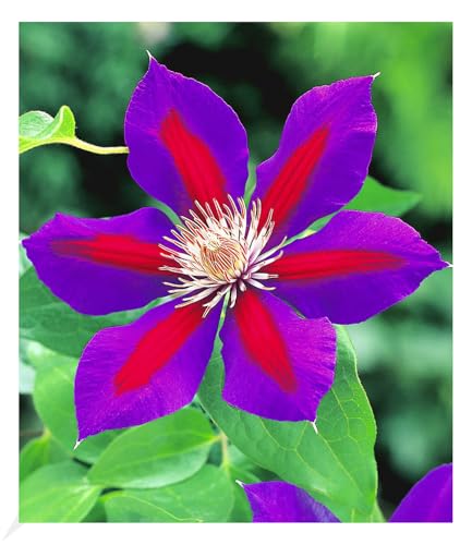 BALDUR Garten Waldrebe Clematis 'Etoile de Malicorne' winterhart, 1 Pflanze, Klematis mehrjährige blühende Kletterpflanzen, bienenfreundlich und schmetterlingsfreundlich, blühend, Clematis Hybride BALDUR Garten Waldrebe Clematis 'Etoile de Malicorne' winterhart, 1 Pflanze, Klematis mehrjährige blühende Kletterpflanzen, bienenfreundlich und schmetterlingsfreundlich, blühend, Clematis Hybride von BALDUR Garten