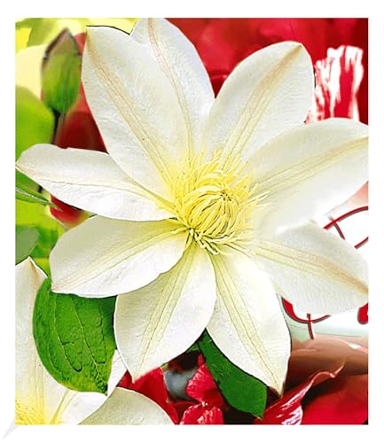 BALDUR Garten Waldrebe Clematis 'Madame Le Coultre' winterhart, 1 Pflanze, Klematis mehrjährige blühende Kletterpflanzen, bienenfreundlich und schmetterlingsfreundlich, blühend, Clematis Hybride BALDUR Garten Waldrebe Clematis 'Madame Le Coultre' winterhart, 1 Pflanze, Klematis mehrjährige blühende Kletterpflanzen, bienenfreundlich und schmetterlingsfreundlich, blühend, Clematis Hybride von BALDUR Garten