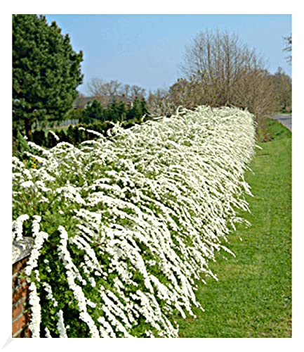 BALDUR Garten Weiße Rispen-Spiere Hecke 'Grefsheim', 1 Pflanze, Heckenpflanze, winterhart, robust und anspruchslos, blühend, Spiraea cinerea Grefsheim BALDUR Garten Weiße Rispen-Spiere Hecke 'Grefsheim', 1 Pflanze, Heckenpflanze, winterhart, robust und anspruchslos, blühend, Spiraea cinerea Grefsheim von BALDUR Garten