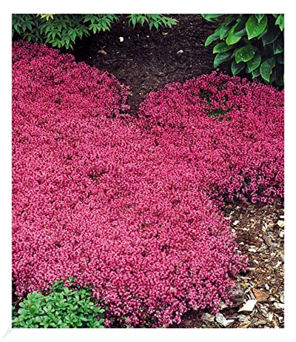 BALDUR Garten Winterhart Bodendecker-Thymian, 3 Pflanzen Thymus, Sandthymian, wir empfehlen 4-5 Pflanzen auf 1 qm, winterhart, Bodendecker, trockenresistent, mehrjährig, bienenfreundlich, blühend BALDUR Garten Winterhart Bodendecker-Thymian, 3 Pflanzen Thymus, Sandthymian, wir empfehlen 4-5 Pflanzen auf 1 qm, winterhart, Bodendecker, trockenresistent, mehrjährig, bienenfreundlich, blühend von BALDUR Garten