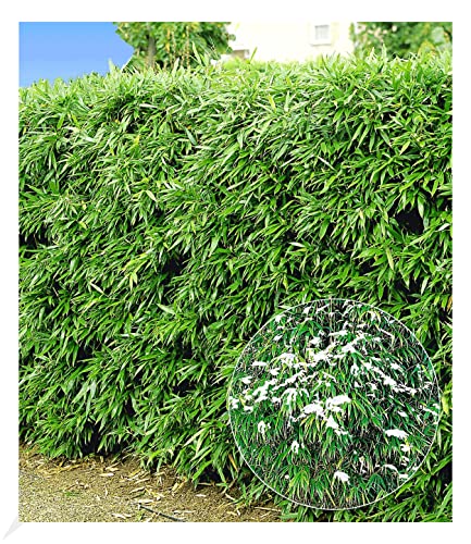 BALDUR Garten Winterharte Bambus-Hecke, 5 Pflanzen, immergrüne, winterharte Hecke, schnell wachsend, blickdicht, pflegeleicht, ideal als Sichtschutz, keine Rhizomsperre nötig, ganzjährig attraktiv BALDUR Garten Winterharte Bambus-Hecke, 5 Pflanzen, immergrüne, winterharte Hecke, schnell wachsend, blickdicht, pflegeleicht, ideal als Sichtschutz, keine Rhizomsperre nötig, ganzjährig attraktiv von BALDUR Garten