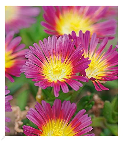 BALDUR Garten Winterharte Eisblume "Hot Pink Wonder", 3 Pflanzen, Delosperma dyeri Steingarten, winterharte Staude, trockenresistent, mehrjährig, bienenfreundlich, blühend, Delosperma congestum von BALDUR Garten