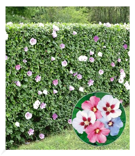 BALDUR Garten Winterharte Hibiskus-Hecke, 10 Pflanzen, Blüten essbar, bienenfreundlich, Garteneibisch Roseneibisch, Hibiscus Syriacus Blütengehölze Zierstrauch, blühend BALDUR Garten Winterharte Hibiskus-Hecke, 10 Pflanzen, Blüten essbar, bienenfreundlich, Garteneibisch Roseneibisch, Hibiscus Syriacus Blütengehölze Zierstrauch, blühend von BALDUR Garten