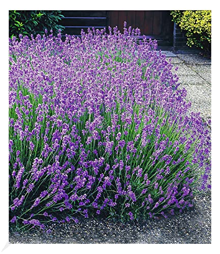 BALDUR Garten Winterharte Stauden Lavendel-Hecke 'Blau', 9 Pflanzen Duftlavendel Lavandula angustifolia Munstead, echter mehrjähriger Lavendel, Blüten essbar, trockenresistent bienenfreundlich BALDUR Garten Winterharte Stauden Lavendel-Hecke 'Blau', 9 Pflanzen Duftlavendel Lavandula angustifolia Munstead, echter mehrjähriger Lavendel, Blüten essbar, trockenresistent bienenfreundlich von BALDUR Garten