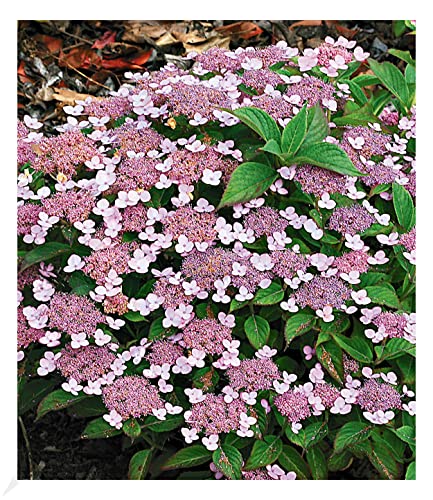 BALDUR Garten Zwerg-Hortensien 'Lace Delight', Hydrangea serrata, 1 Pflanze, Gartenhortensie Bodendecker winterhart, Wasserbedarf gering, für Standort im Schatten geeignet, blühend BALDUR Garten Zwerg-Hortensien 'Lace Delight', Hydrangea serrata, 1 Pflanze, Gartenhortensie Bodendecker winterhart, Wasserbedarf gering, für Standort im Schatten geeignet, blühend von BALDUR Garten