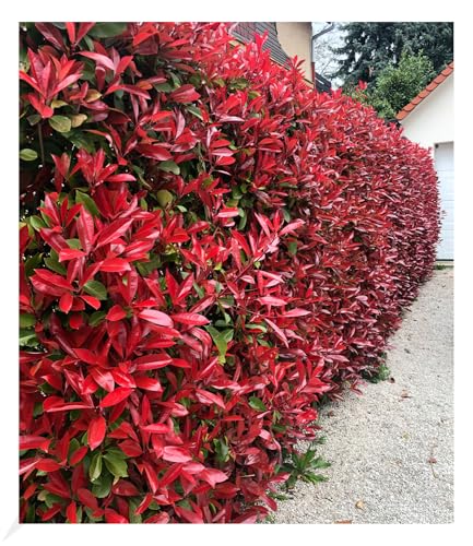 BALDUR Garten immergrün Photinia-Hecke 'Red Robin', 20 Pflanze Glanzmispel winterhart, blühend, Photinia fraseri 'Red Robin', Photinia fraseri, schnellwachsend BALDUR Garten immergrün Photinia-Hecke 'Red Robin', 20 Pflanze Glanzmispel winterhart, blühend, Photinia fraseri 'Red Robin', Photinia fraseri, schnellwachsend von BALDUR Garten