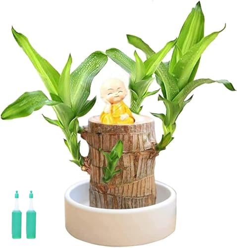 Mini-Glücksholz aus Brasilien, brasilianische Glücksholzpflanze, zauberhaft sprießende Glücksbambusholz-Hydrokultur-Topfpflanzen, Zimmerpflanze fürs Büro(Color:With Monk) von BARASH