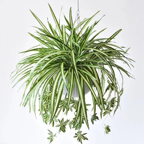 BEIJIALY 4 Stück Künstliche Chlorophytum-Seidenblumen, Künstliche Spinnenpflanze, Künstliches Grün, Kunstpflanze, Wandbehangpflanzen, Dekorative Seidenpflanze für Heim- und(Grün) von BEIJIALY