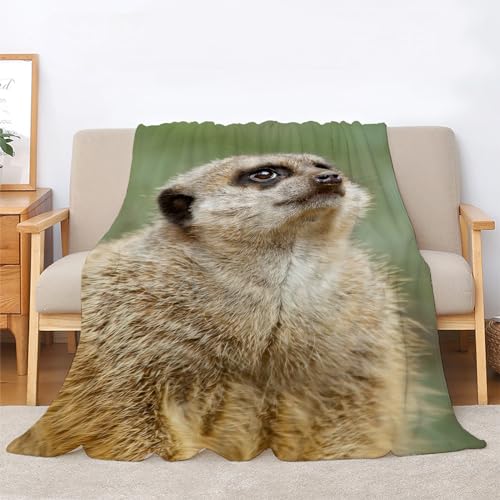 Kuscheldecke Flauschig Erdmännchen Decke für Bett und Sofa, Wildtiere Pflanzen Extra Weich Warme Mikrofaser Wohndecke Fleecedecke als Sofadecke Couchdecke 200x200 von BIAFRA