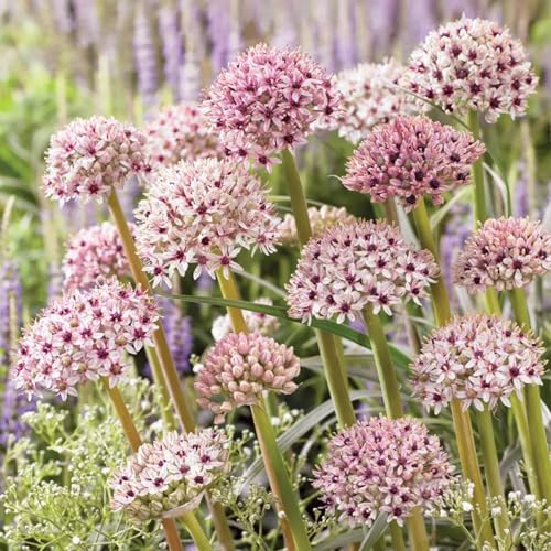 Allium Giganteum Zwiebeln | Riesen-Kugellauch Blumenzwiebeln | Winterharte Stauden | Attraktion für Bienen & Schmetterlinge | Pflegeleichte Gartenpracht-5 ZWIEBELN-G Allium Giganteum Zwiebeln | Riesen-Kugellauch Blumenzwiebeln | Winterharte Stauden | Attraktion für Bienen & Schmetterlinge | Pflegeleichte Gartenpracht-5 ZWIEBELN-G von BIUPOW