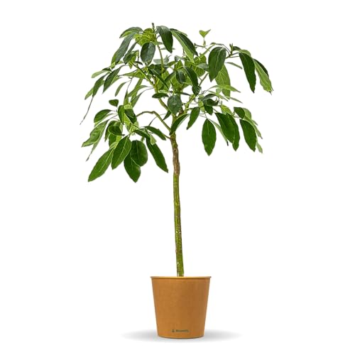 Bloomify® Avocado Baum "Alejandro" | 70-100 cm hohe selbstfruchtende Avocado Pflanze für Kübel oder als Zimmerpflanze | Pflegeleichte Pflanze & leckere Früchte von BLOOMIFY