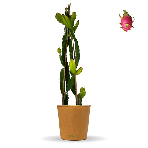 Bloomify® Drachenfrucht Pflanze "Drago" rot | 80-110 cm hohe Pitahaya | pflegeleichte Pitaya für Kübel oder als Zimmerpflanze | süße Früchte & schöne Blüten von BLOOMIFY