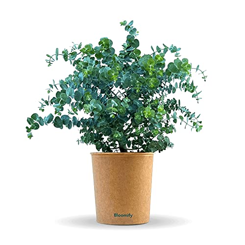 Bloomify® Eukalyptus Pflanze "Eugen" | 30 bis 60 cm großer winterharter Eucalyptus | pflegeleichte, echte Eukalyptuspflanze für Balkon, Terasse oder Garten | herrlicher Duft von BLOOMIFY