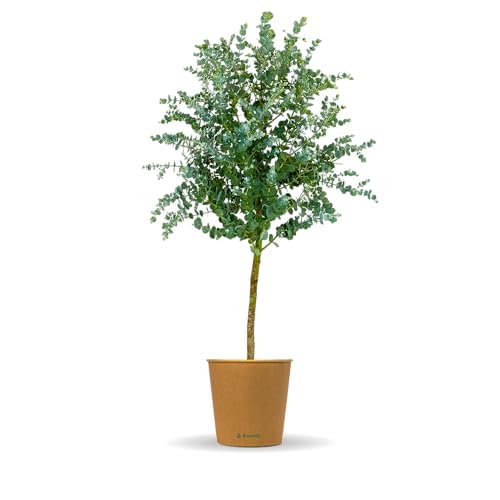 Bloomify® Eukalyptus Stamm "Eugenia" | 80 bis 110 cm große winterharte Eukalyptus Pflanze | pflegeleichte, echte Eucalyptus Pflanze für Balkon, Terasse oder Garten | herrlicher Duft von BLOOMIFY