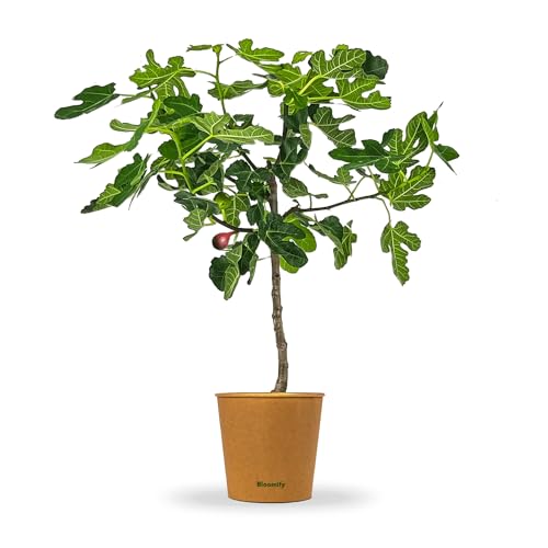 Bloomify® Feigenbaum "Flavio" | 80 bis 110 cm großer winterharter Feigenbaum | ertragreiche und pflegeleichte Feige für Garten oder Topf | besonders süße, leckere Früchte von BLOOMIFY