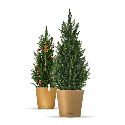 Bloomify® Zwergfichte "Fridolin" | 75-100 cm großer winterharter mini Weihnachtsbaum | echte Zuckerhutfichte für Drinnen und Draußen | Pflanze für Topf und Garten | Konifere mit herrlichem Duft von BLOOMIFY