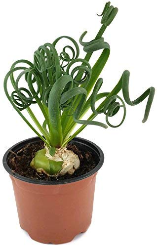 100 Albuca Spiralis samen saatgut geschenk winterharte pflanzen für garten gartenpflanzen winterhart mehrjährig winterharte stauden von BRKENT