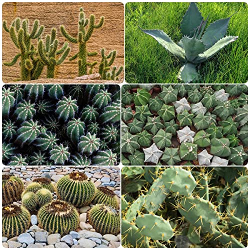 50 kakteen kaktus samen kletterpflanzen winterhart schnellwachsend kaktus pflanze bodendecker winterhart mehrjährig samen bodendecker von BRKENT