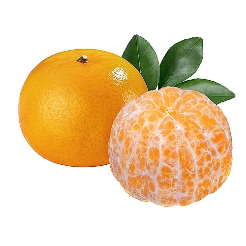 50 orangenbaum samen Mandarine obstbäume kälteschutz für pflanzen winterhart gewächshaus balkon fruit säulenobst baumsamen frisches obst von BRKENT