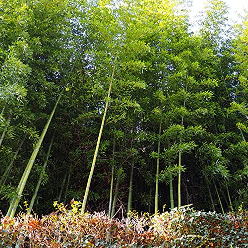 Bambus Samen Schnellwachsend, Bambus Pflanzen, Bonsai Baum Winterharte Kübelpflanzen, Bonsaibaum Zimmerpflanze Balkonpflanzen Winterhart Mehrjährig, Bäume Pflanzen - 200 Stück (Grün) von BRKENT