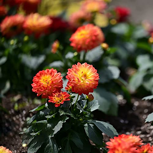 Dahlien Knollen Winterhart Blumenzwiebeln MehrjäHrig Zierlauch Zwiebeln Frisch Blumen Winterharte Dahlien KüBelpflanzen Garten Pflanzen Gartendeko FüR DraußEn Balkonblumen 2 Dahlien Zwiebel（Orange） von BRKENT