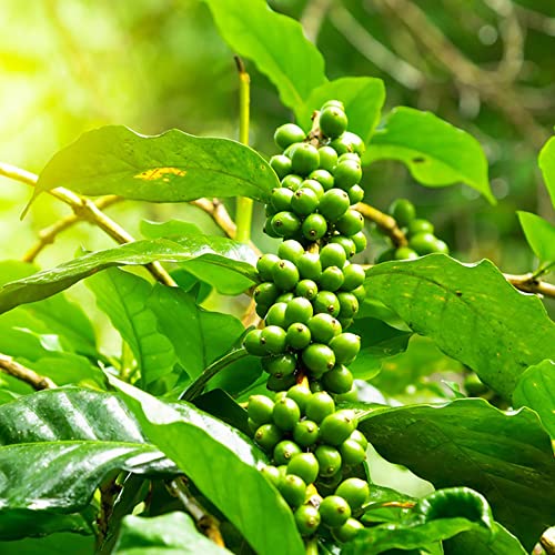 Kaffeepflanze Samen Kaffeesamen Kaffeebohnen Garden Pflanzen Bonsai Samen Kaffe Bio Saatgut Baumsamen Bonsaibaum Nicht Winterfeste Pflanzen FüR Garten Pflanzensamen 100 Kaffee Saatgutn von BRKENT