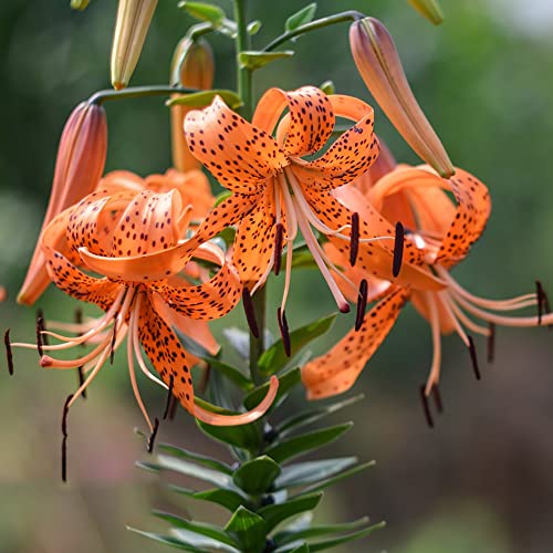 BRKENT Lilien Zwiebeln Winterhart MehrjäHrig Stauden Baumlilien Blumenzwiebeln Winterharte Pflanzen FüR Garten Schmucklilie Winterhart Blumen Deko Lily Balkonblumen 2 Riesenlilien Zwiebeln, Orange von BRKENT