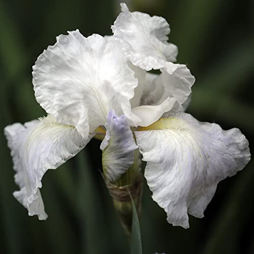 Schwertlilie Iris Pflanzen Winterhart Balkon Blumen Gartendeko FüR DraußEn Iris Blumenzwiebeln MehrjäHrig Winterhart Zierlauch Zwiebeln Gartenpflanzen Exotische Pflanzen Dekoblumen 6 Zwiebeln（Weiß） von BRKENT