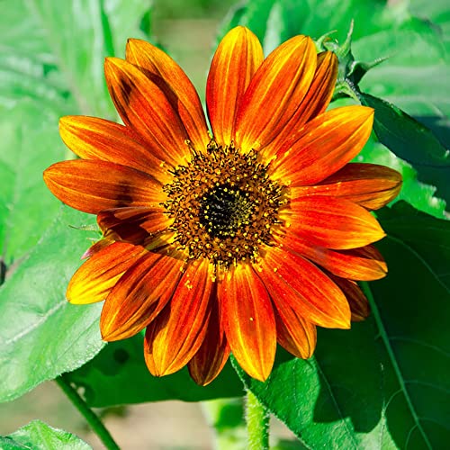 Sonnenblumen Samen Stauden Winterhart Mehrjährig Kletterpflanzen Sonnenblume Deko Blumen Winterharte Pflanzen Wildblumensamen Blumensamen Balkon Wohnzimmer Deko Garten Geschenk 50 Sunflower Saatgut von BRKENT