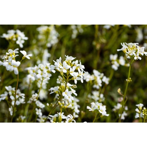 Arabis procurrens 'Glacier' - Karpaten-Schaumkresse 'Glacier' - 9cm Topf von Bamberger Staudengarten Strobler