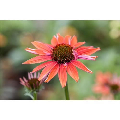 Echinacea purpurea 'Sundown' -R- - Garten-Scheinsonnenhut 'Sundown' - 11cm Topf von Bamberger Staudengarten Strobler